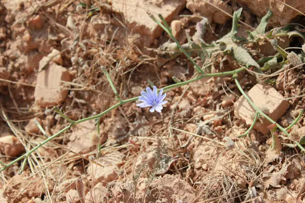 Blume im Punta de n'Amer