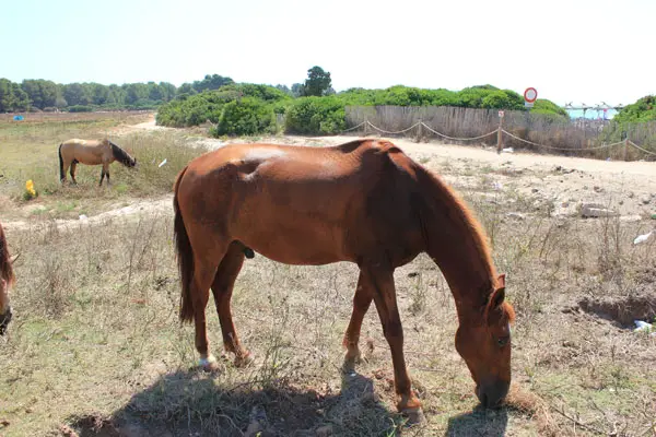 Cala Millor Freizeitangebot Reiten