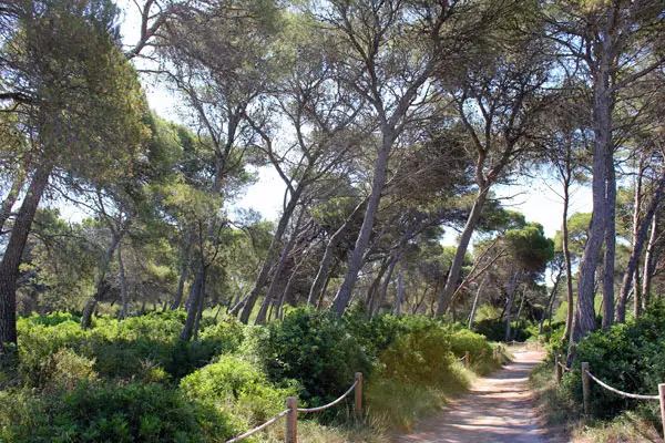 Parc natural de s'Albufera